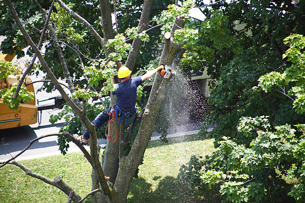 Lawn Maintenance Plans in Alabaster, AL
