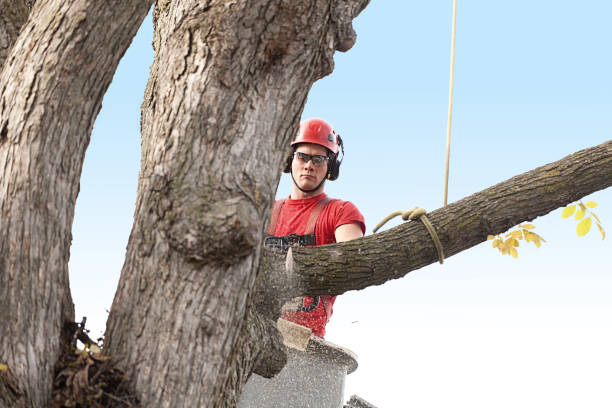 How Our Tree Care Process Works  in  Alabaster, AL